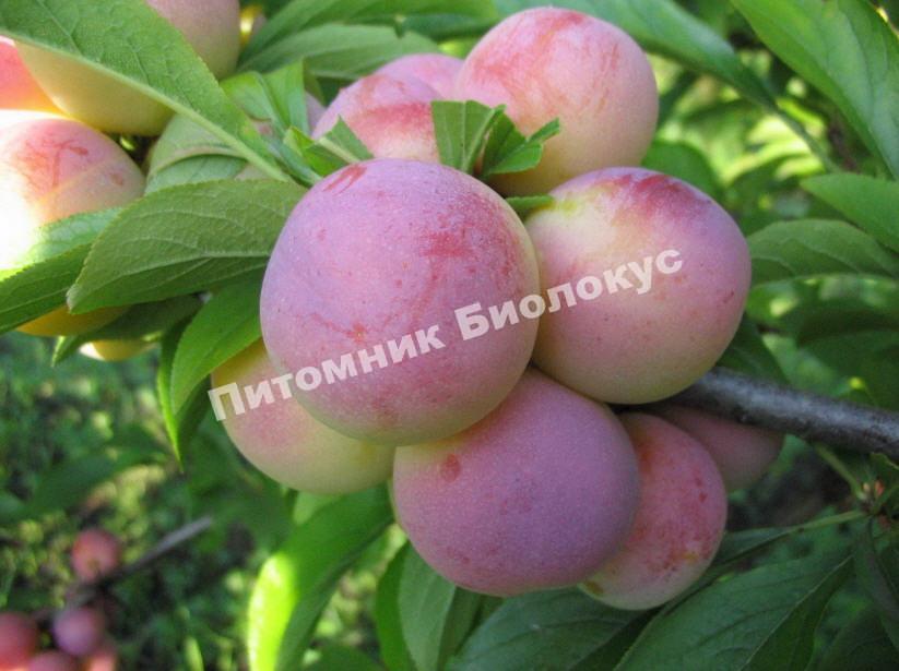 Алыча Арбузная