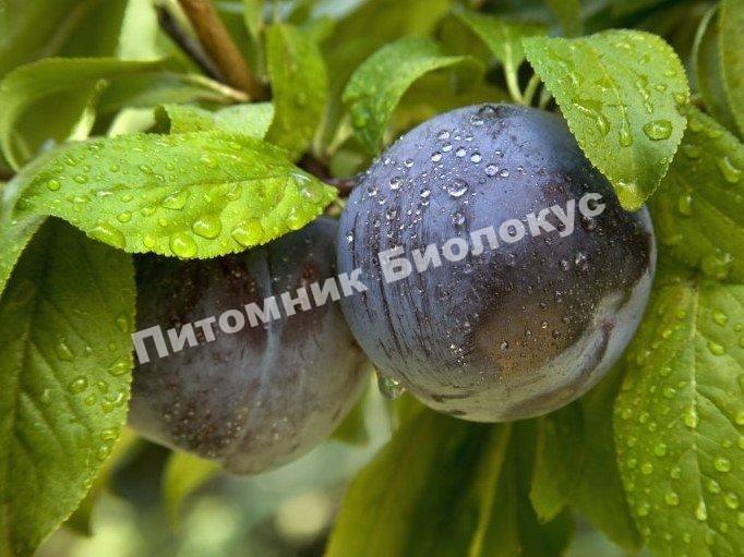 Алыча Черная крупная