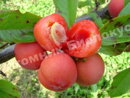 Алыча Красномясая подгорная