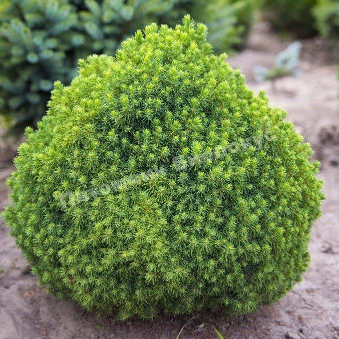 Ель канадская Альберта Глоб