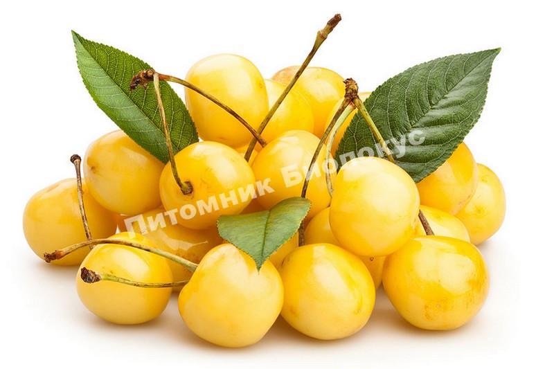 Черешня Чермашная