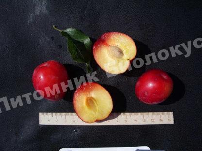 Алыча Вишневая