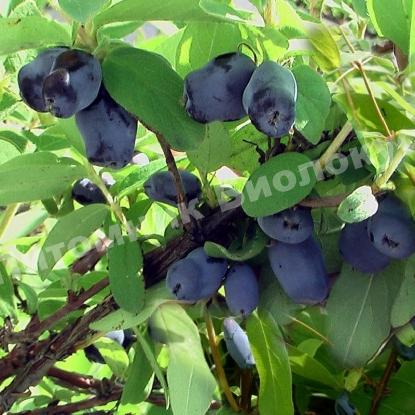 Жимолость камчатская Зойка