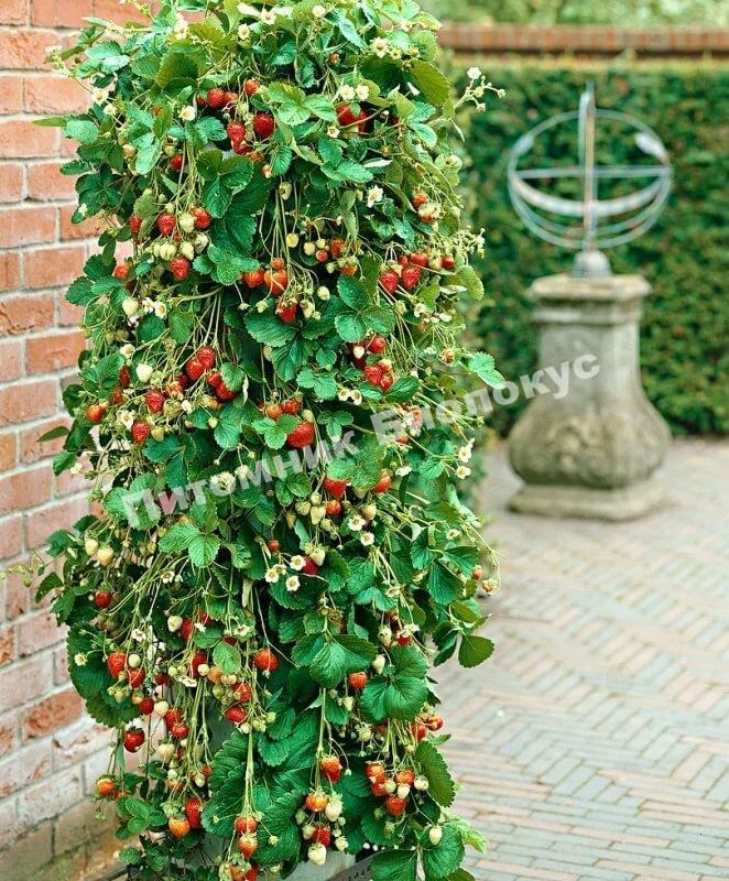 Клубника (земляника) ремонтантная крупноплодная Ампельная