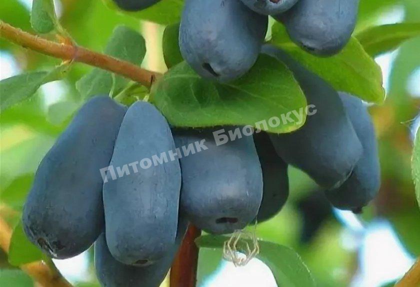 Жимолость Альтаир