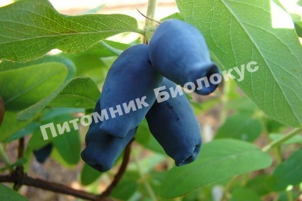 Жимолость Амфора