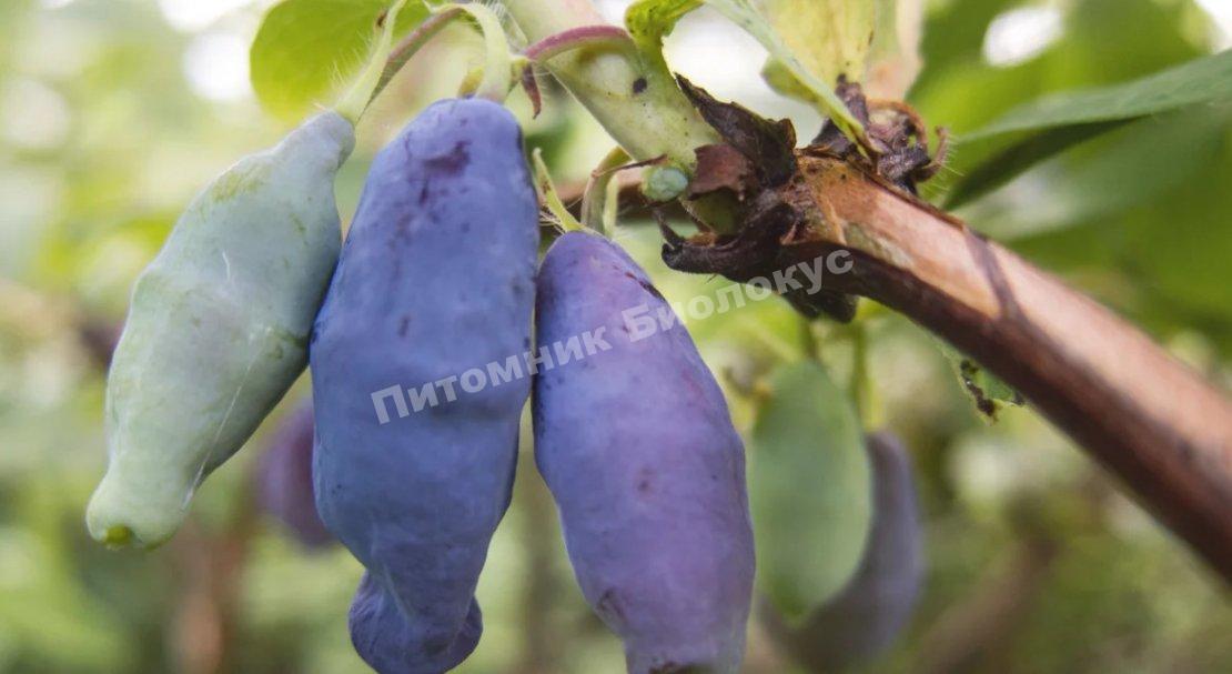 Жимолость Ассоль