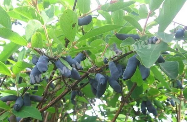 Жимолость Бакчарская