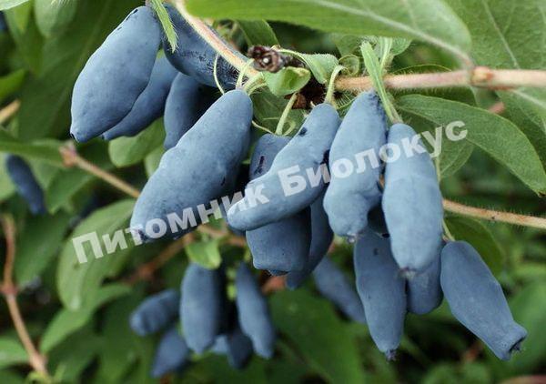 Жимолость Бакчарский великан