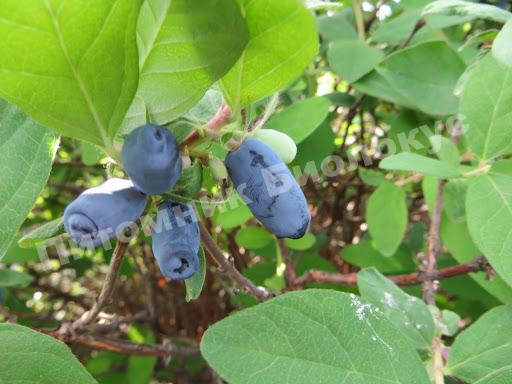 Жимолость Бажовская