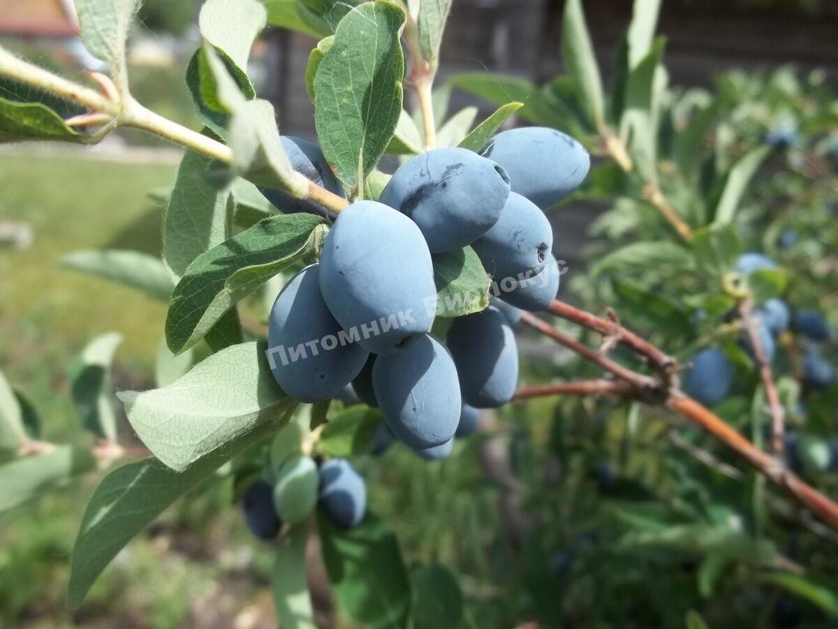 Жимолость Берель