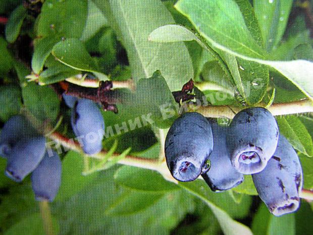 Жимолость Черничка