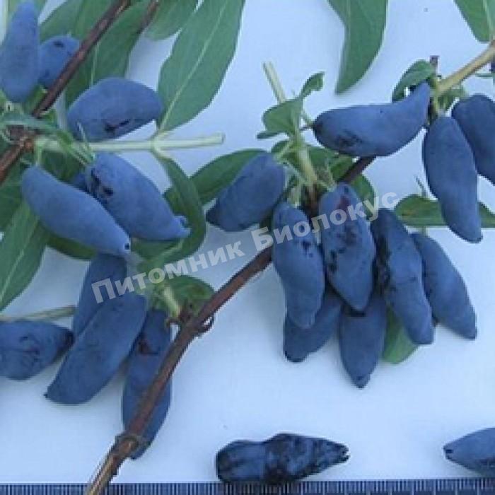 Жимолость Чулымская