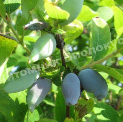 Жимолость Десертная