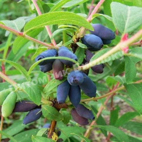 Жимолость камчатская Дуэт