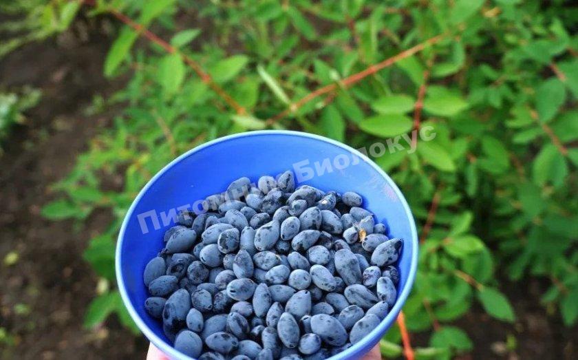 Жимолость Фианит