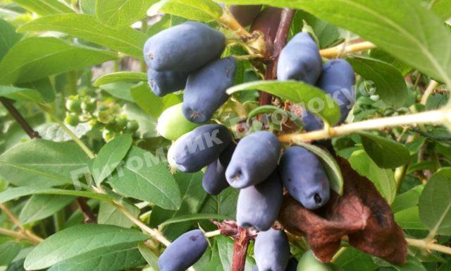 Жимолость Герда