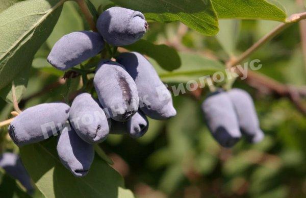 Жимолость Голубка