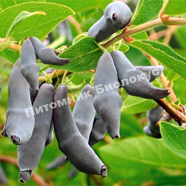 Жимолость Гордость Бакчара