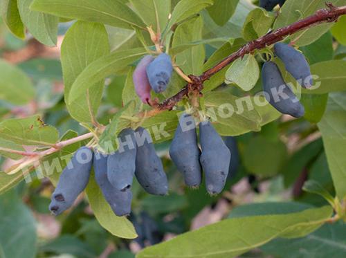 Жимолость Икса