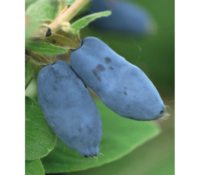 Жимолость камчатская Иоланта