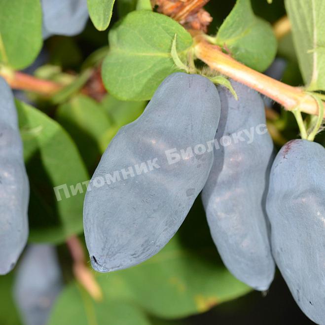 Жимолость Корчага