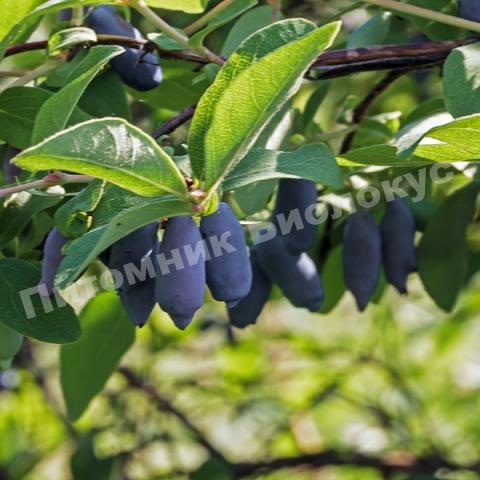 Жимолость Лазурит