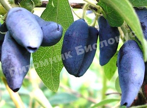 Жимолость Лазурная