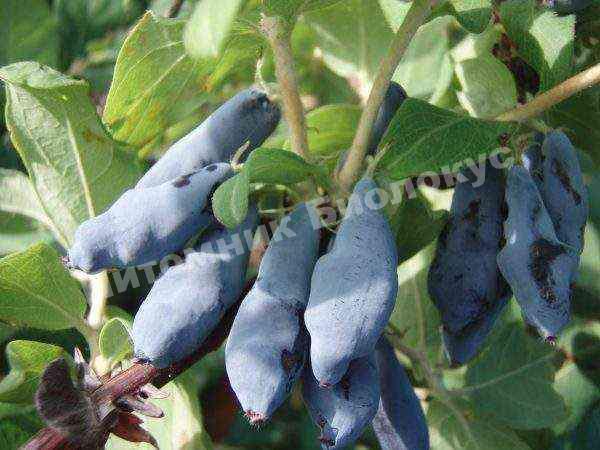 Жимолость Мальвина