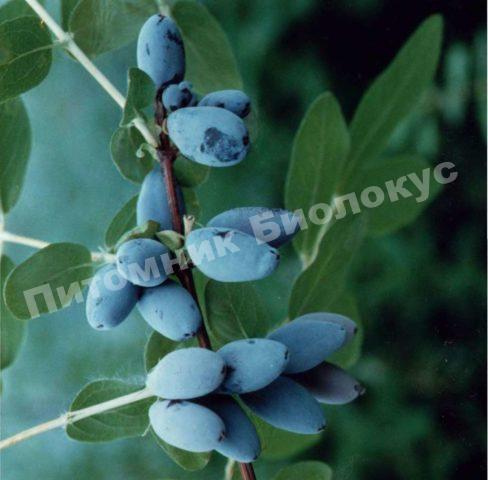 Жимолость Огненный Опал