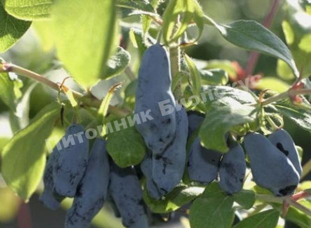 Жимолость Памяти Гидзюка