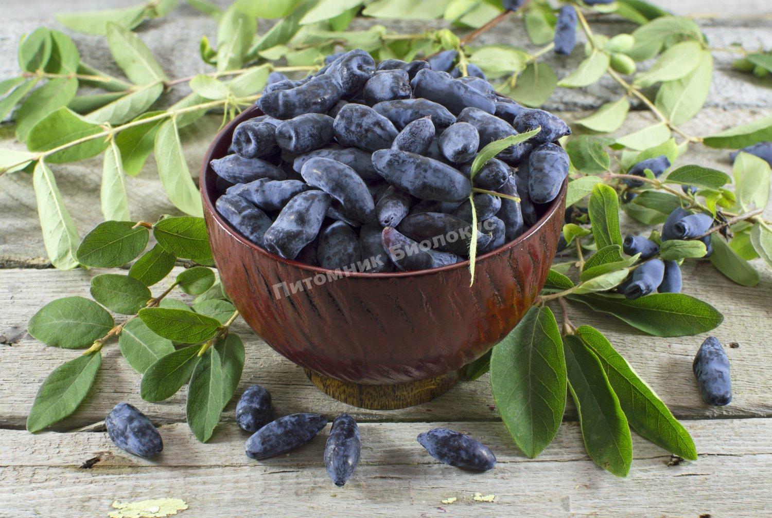 Жимолость Памяти Куминова