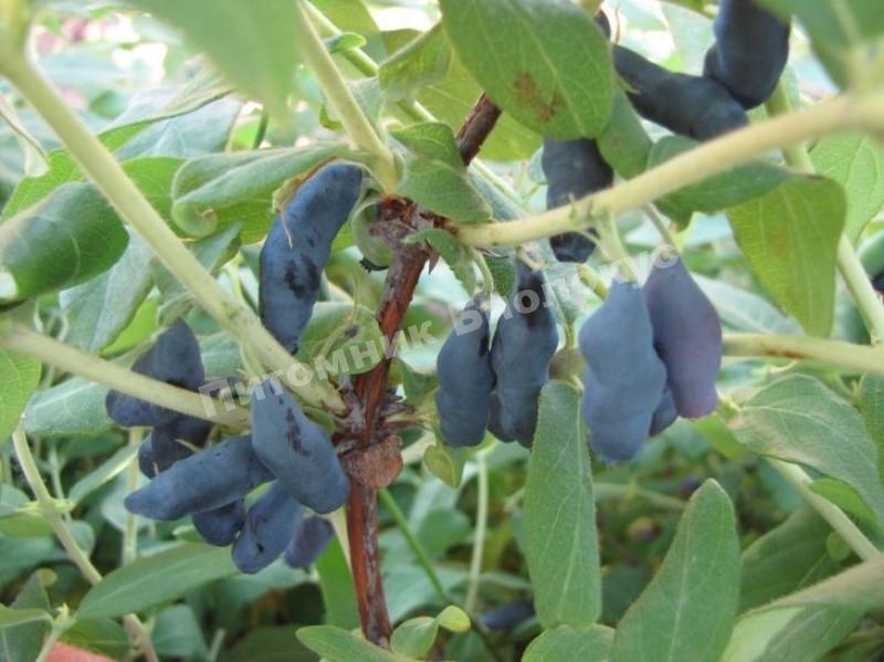 Жимолость Парабельская