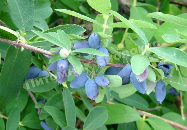 Жимолость Павловская