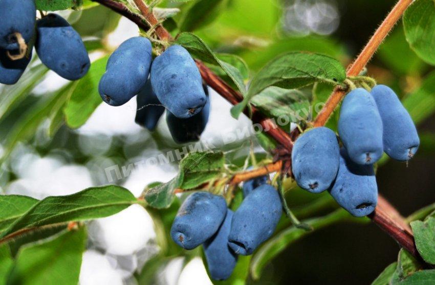 Жимолость Радость моя