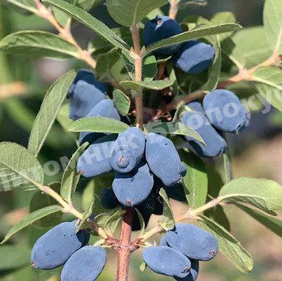 Жимолость Ребека