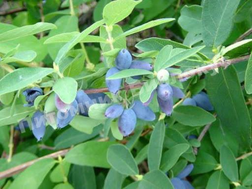 Жимолость Салют