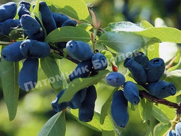 Жимолость Шахиня