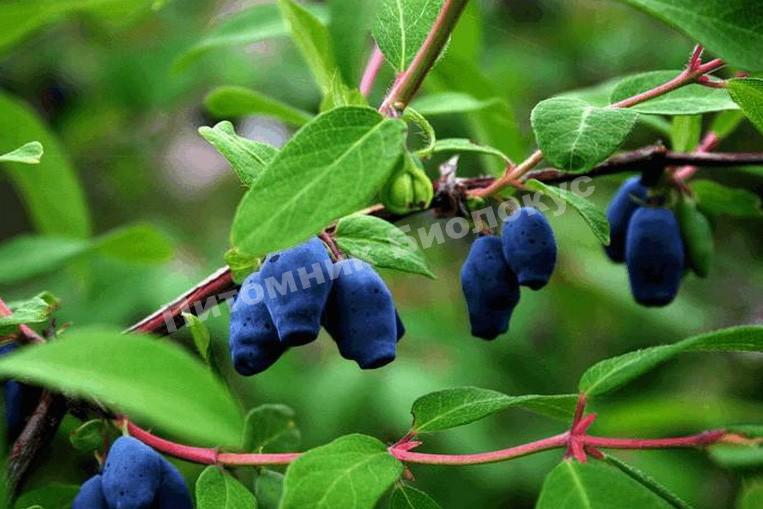 Жимолость Синеглазка