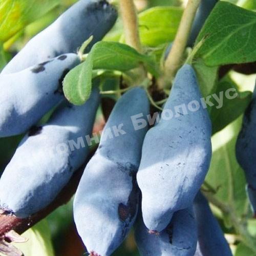 Жимолость Синий Утес