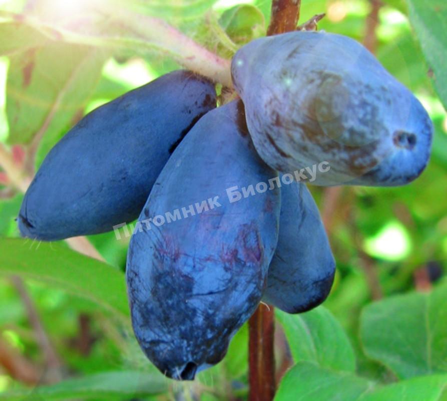 Жимолость Сластена