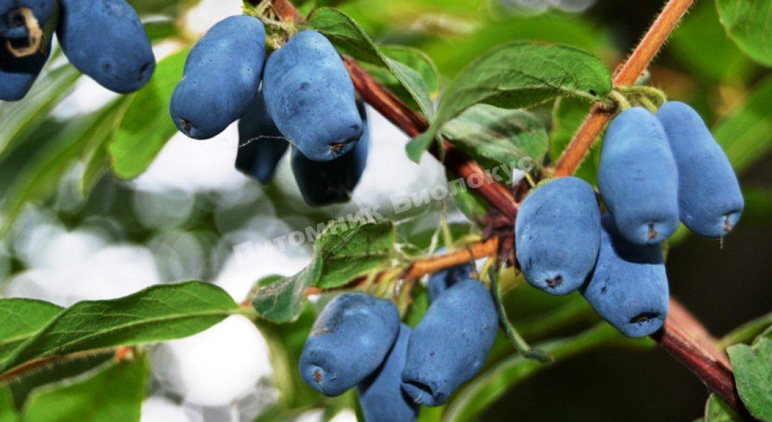 Жимолость Славянка