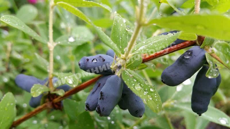 Жимолость Содружество