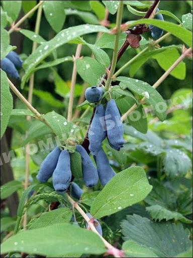 Жимолость Соловей