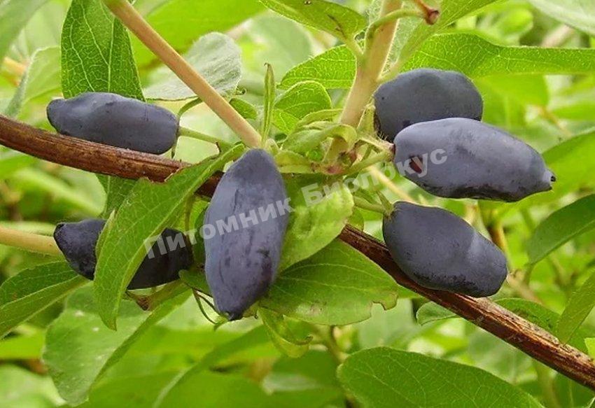 Жимолость Старт