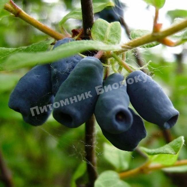 Жимолость Тола