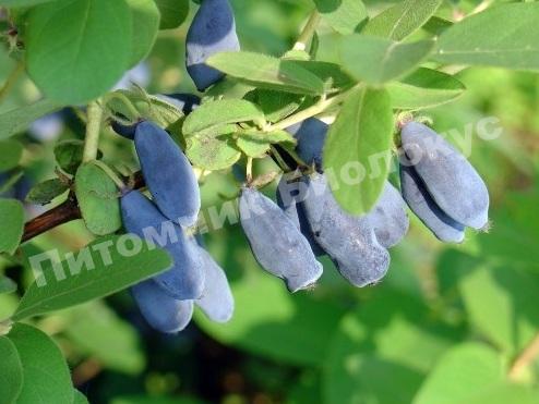 Жимолость Томичка