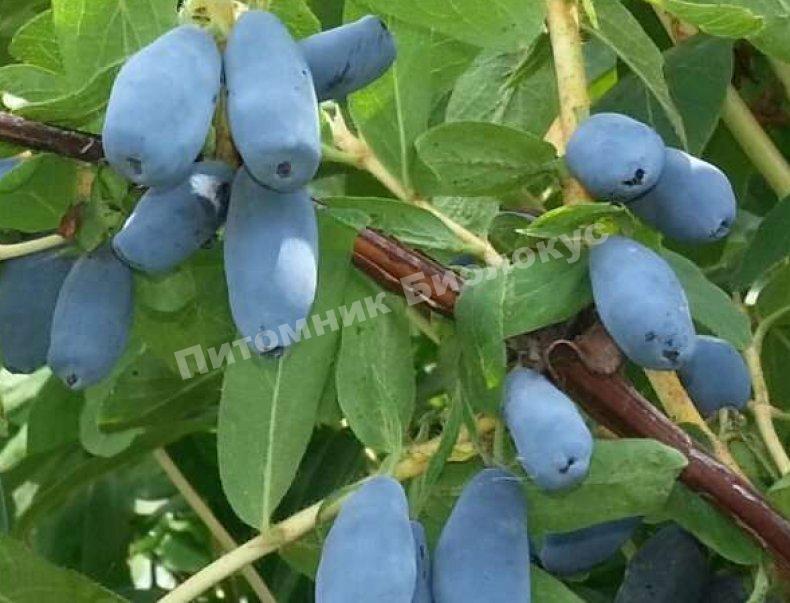 Жимолость Ульяна