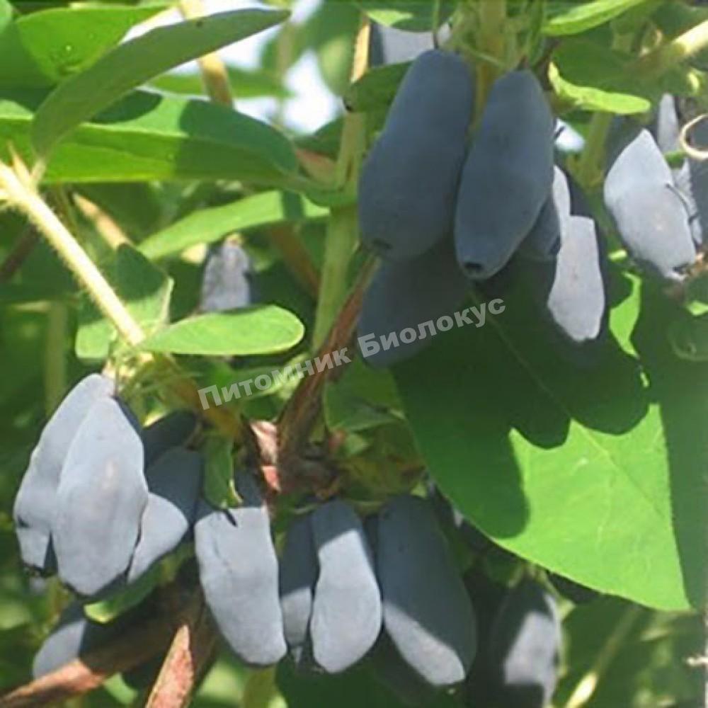 Жимолость Уссульга