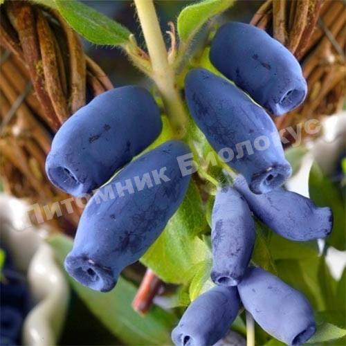 Жимолость Югана